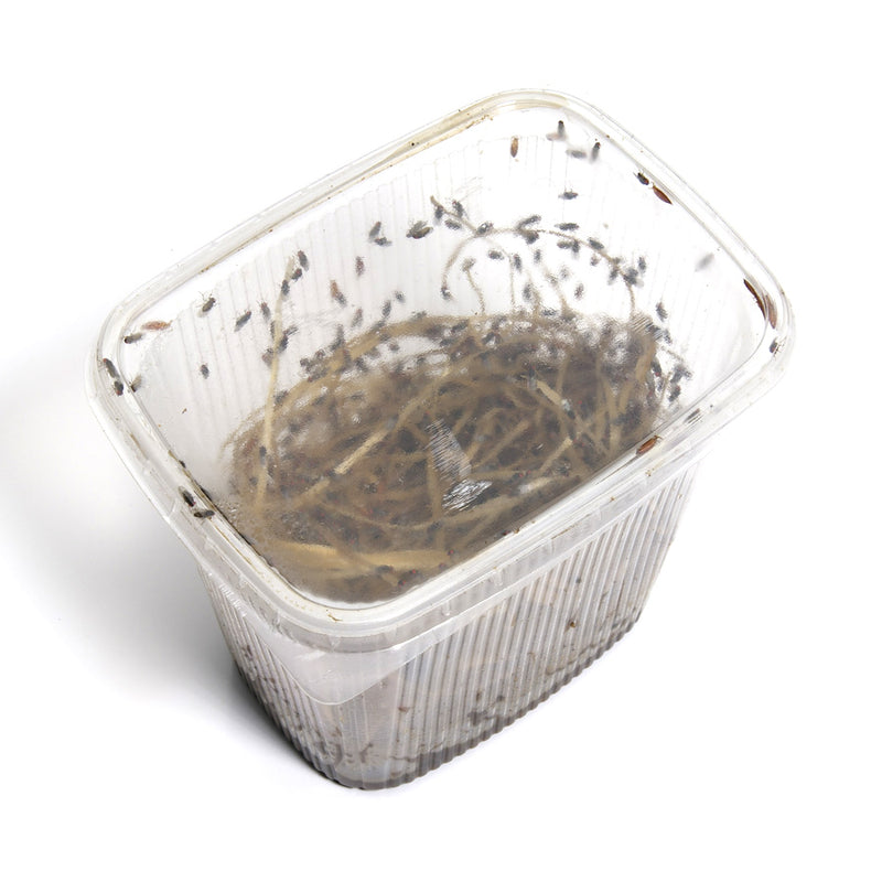 Fruit Fly | Bulk Pack (Large)