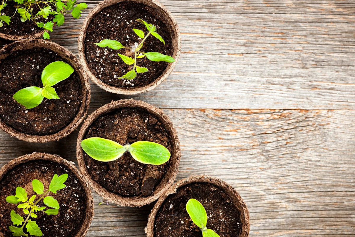 Grow Vegetables Like An Expert - Buy Propagation Accessories Online Ireland