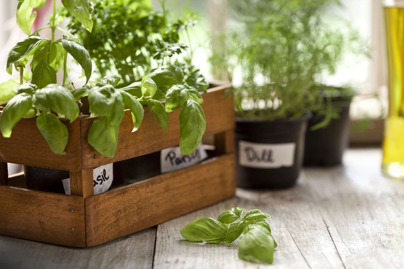 Grow Your Own Herbs