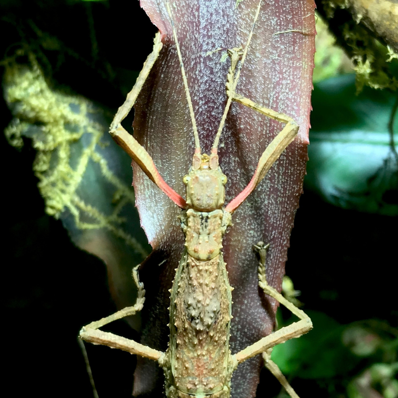 Guadeloupe Stick Insect Juvenile | Lamponius guerini