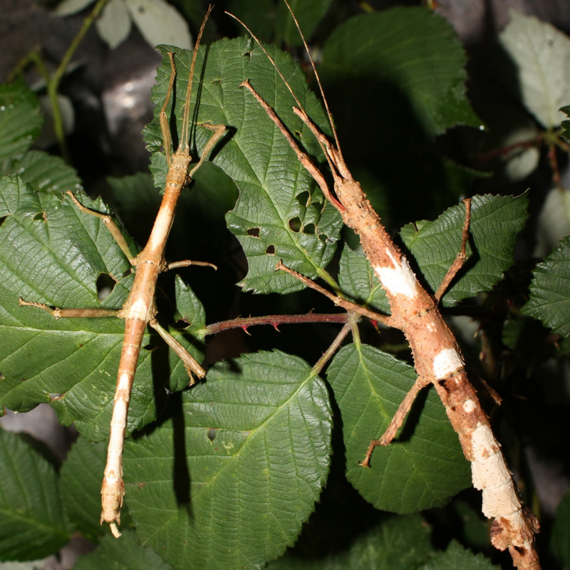 Guadeloupe Stick Insect Juvenile | Lamponius guerini