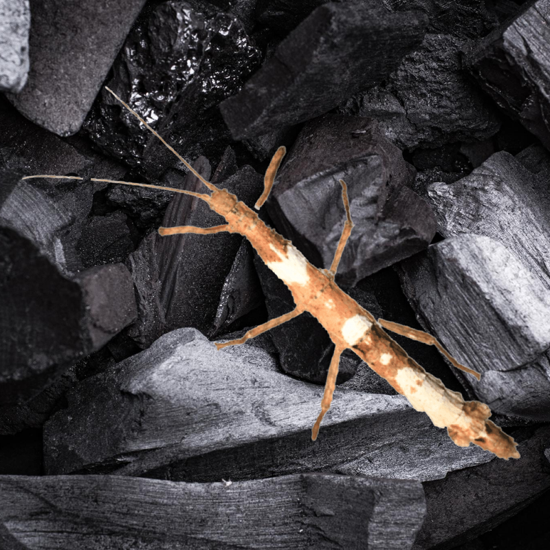 Guadeloupe Stick Insect Juvenile | Lamponius guerini
