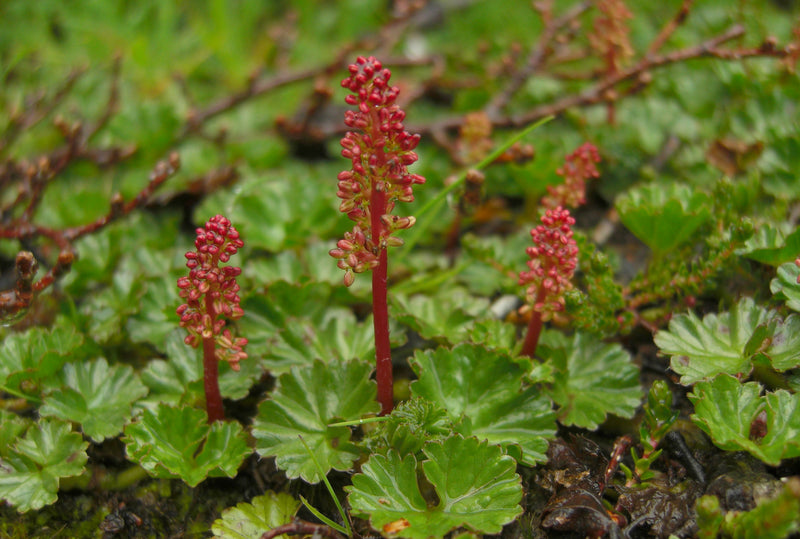 Gunnera magellanica P9