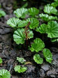 Gunnera magellanica P9