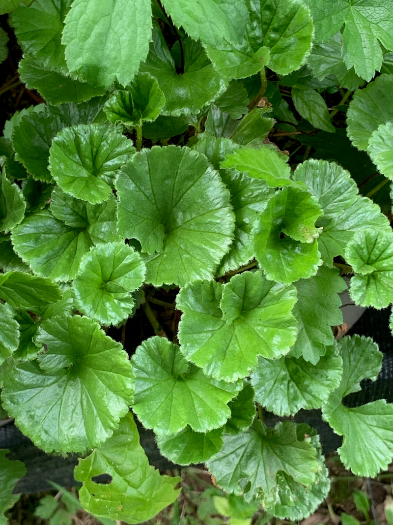 Gunnera magellanica P9