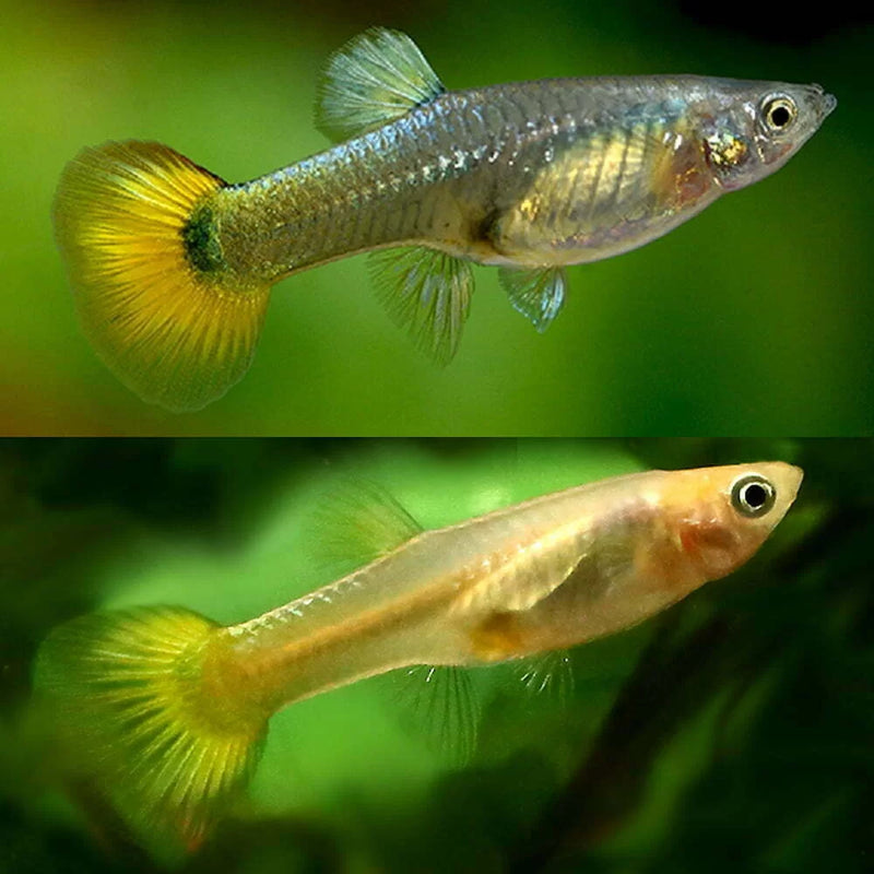 Guppy Female Mix (L) — Newlands Garden Centre - Main Image