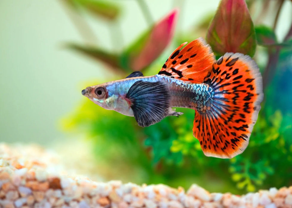 Elephant Ear Platinum Guppy Male (ML)