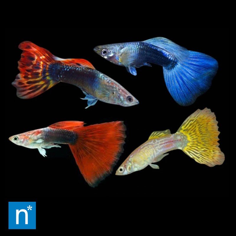 Assorted Male Guppy | Poecilia reticulata