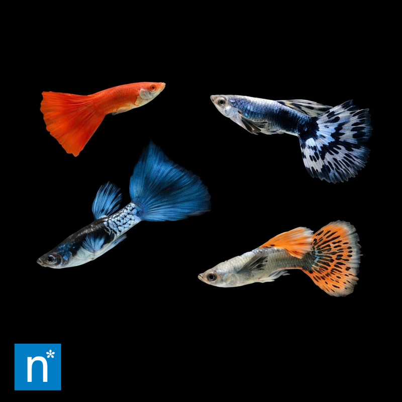 Assorted Male Guppy | Poecilia reticulata