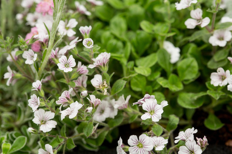 Gypsophila Cerastioides 9cm