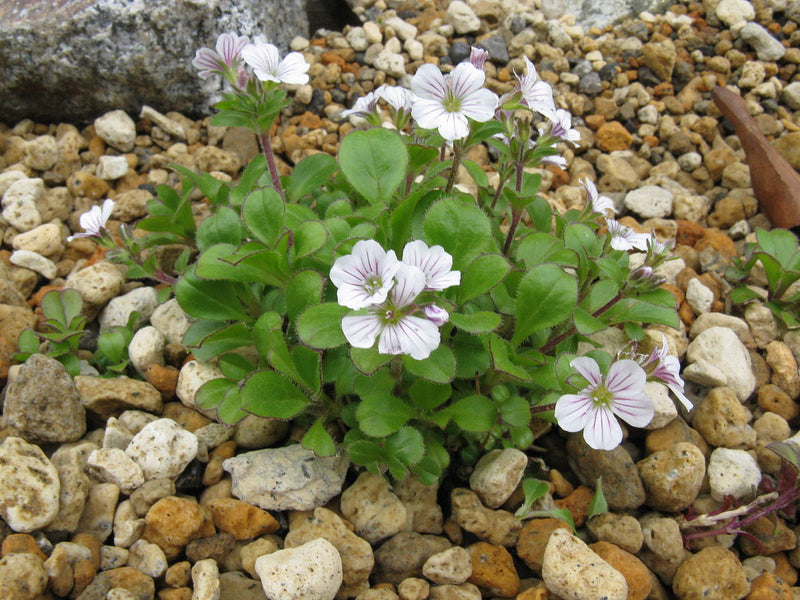 Gypsophila Cerastioides 9cm