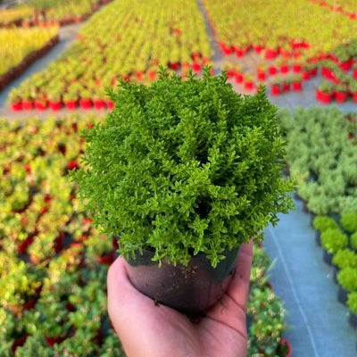 Hebe Emerald Green  (P11)