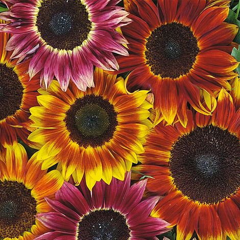 Sunflower 'Harlequin' F1 Hybrid