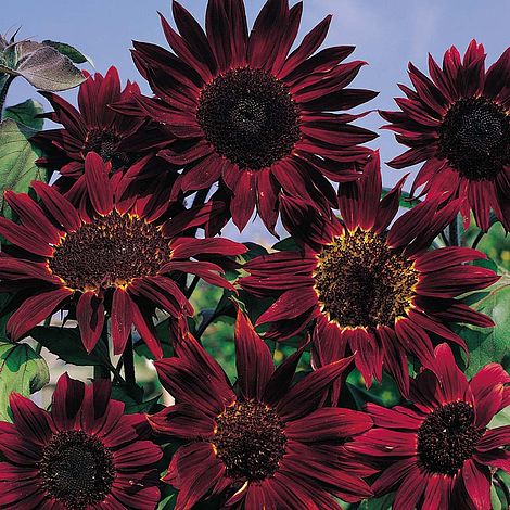 Sunflower 'Claret' F1 Hybrid