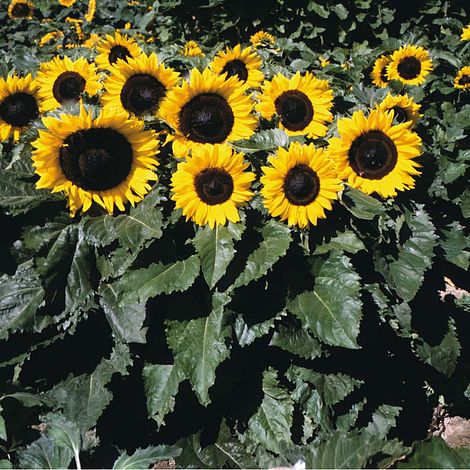 Sunflower 'Little Dorrit' F1 Hybrid