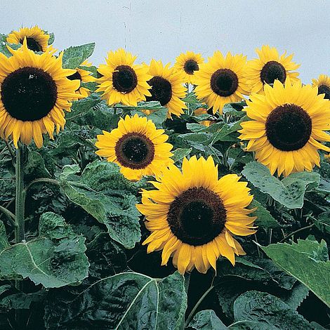 Sunflower 'Elite Sun' F1 Hybrid