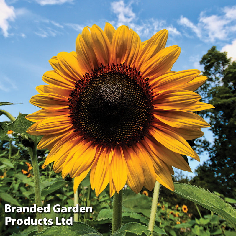 Sunflower 'Russian Giant' - Kew Flowerhouse Seed Collection