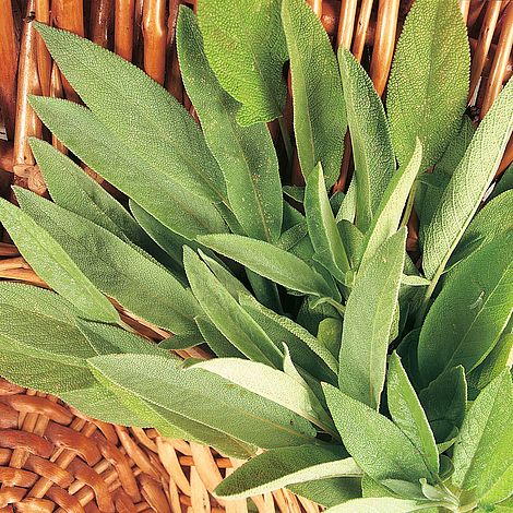 Herb Sage