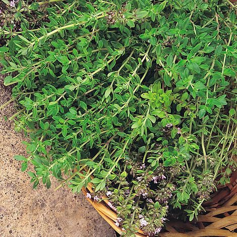 Herb Thyme 'Old English'