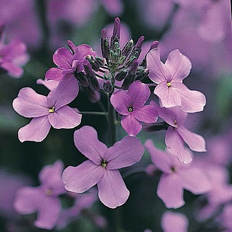 Wild Flower Sweet Rocket
