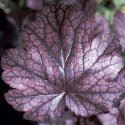 Coral Bells 'Plum Pudding' – Heuchera 'Plum Pudding'