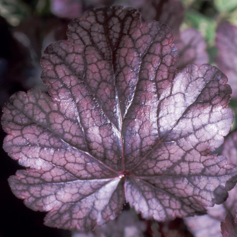 Coral Bells 'Plum Pudding' – Heuchera 'Plum Pudding'