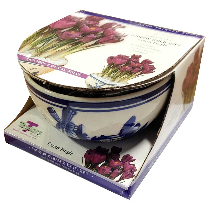 Purple Crocus Delft Bowl (7-8 Bulbs)