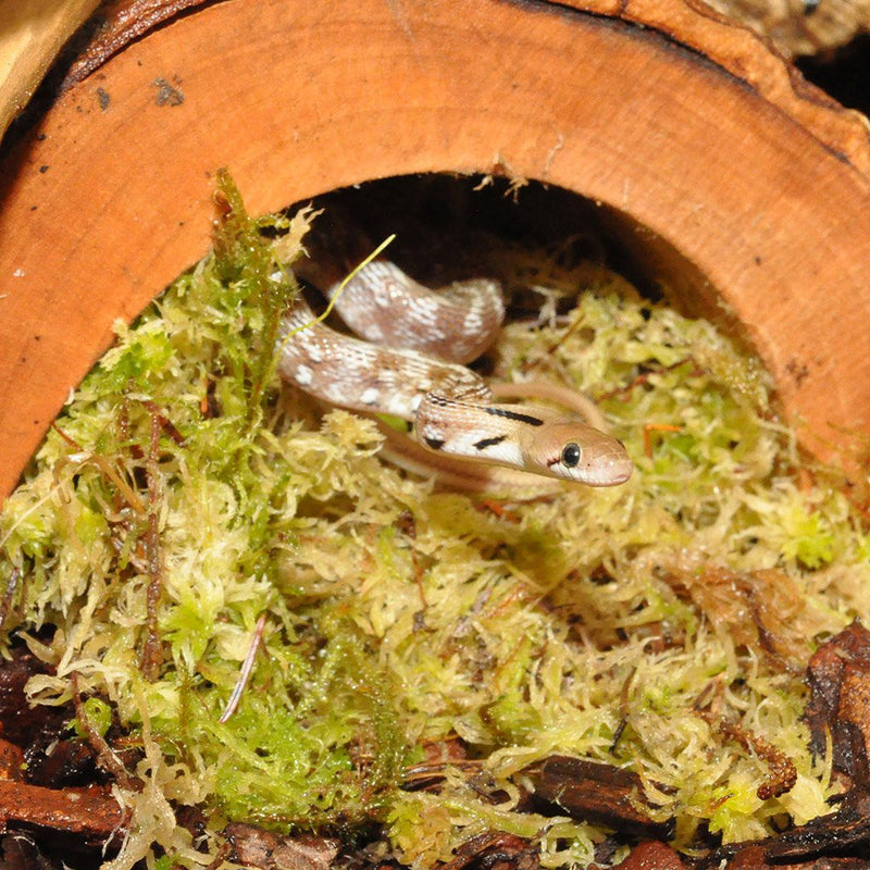 Habistat Sphagnum Moss 12kg (Bulk)
