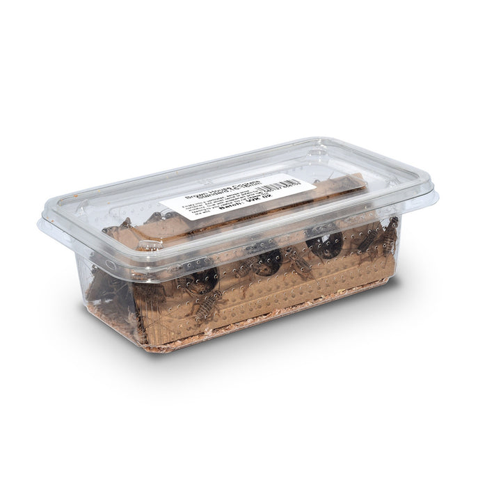 House Brown Crickets Large Tub (19-22mm)