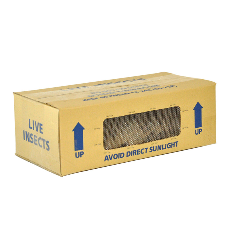 House Brown Crickets Hatchling Tub (1-2 millimetre)
