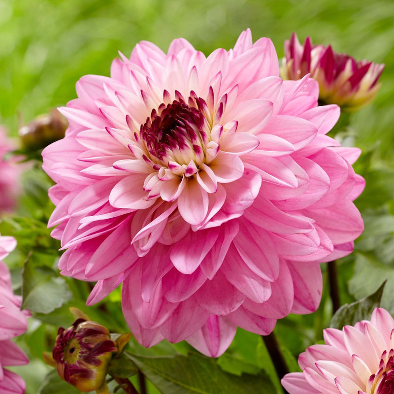 Dahlia Luka Johanna 1 Bulbs Per Pack