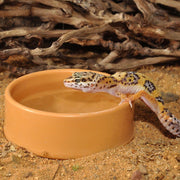HabiStat Round Plastic Water Bowl Large — Gecko Drinking from Water Bowl