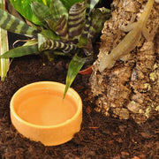 HabiStat Round Plastic Water Bowl – Medium — Gecko Drinking from Water Bowl