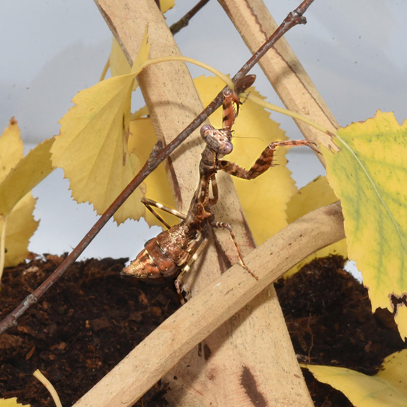 Habistat Clear Home Medium (15 x 16.5 x 21.5cm)