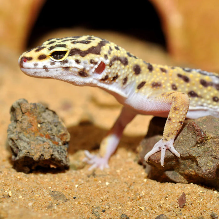 HabiStat Leopard Gecko Bedding (10kg)
