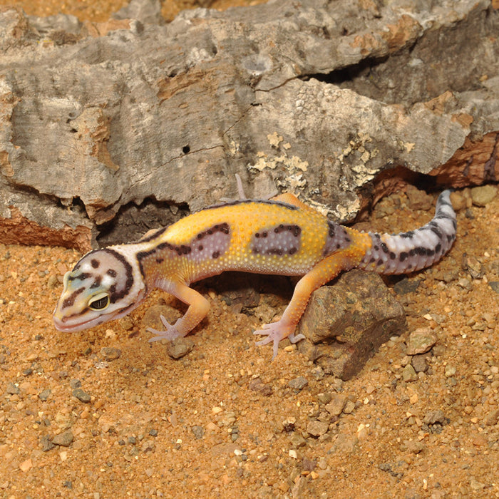 Habistat Leopard Gecko Bedding 5kg