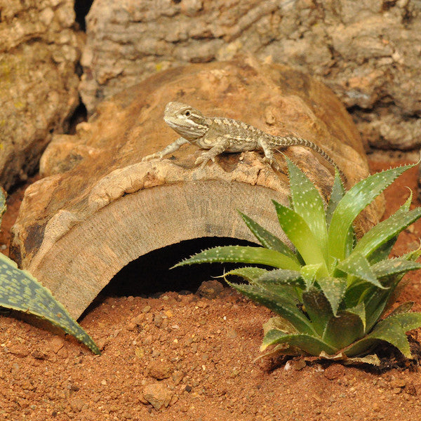 Habistat Log Hideout Medium