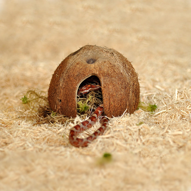 HabiStat Hatchling Snake Starter Kit Black 61 x 38 x 20cm