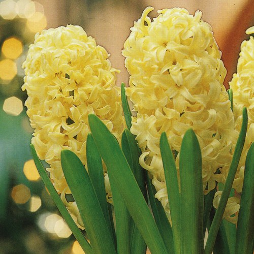 Indoor Prepared Hyacinth 'City of Harlem' 3 Bulbs per Pack