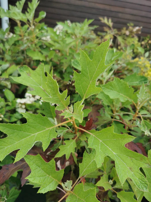Hydrangea Quercifolia | Oakleaf Hydrangea (5 Litre)