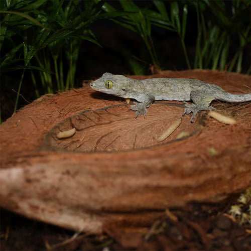 Habistat Coco Bowl 18cm x 13cm x 7.5cm