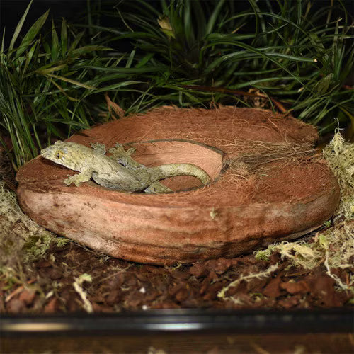 Habistat Coco Bowl 18cm x 13cm x 7.5cm