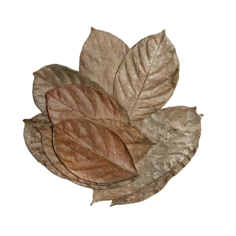 Habistat Jackfruit Leaves 10 Pack