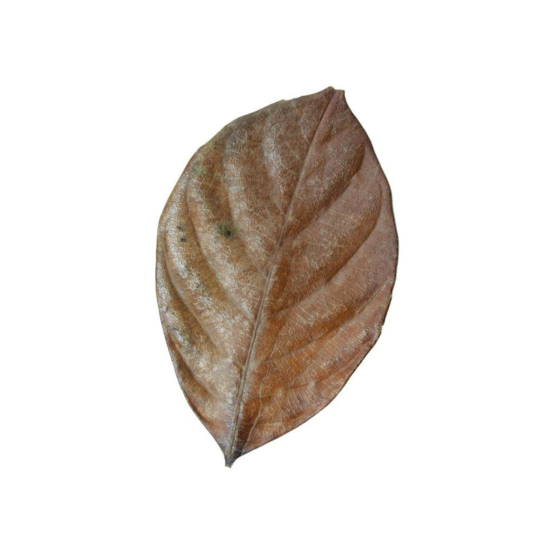 Habistat Jackfruit Leaves 10 Pack