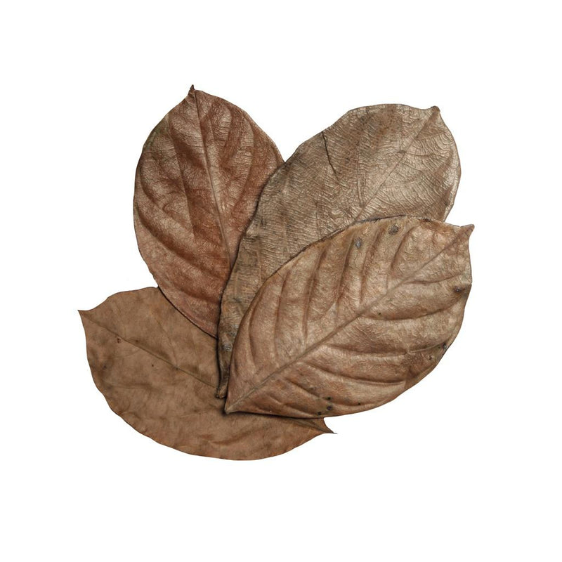 Habistat Jackfruit Leaves 10 Pack