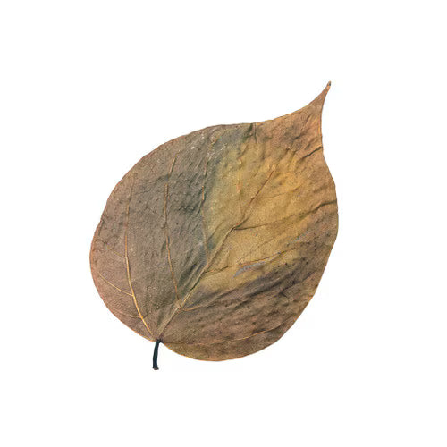 Habistat Leaves, Dadap, 10pack