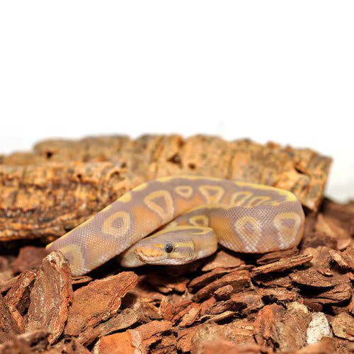 Habistat Orchid Bark Substrate 10 Litre