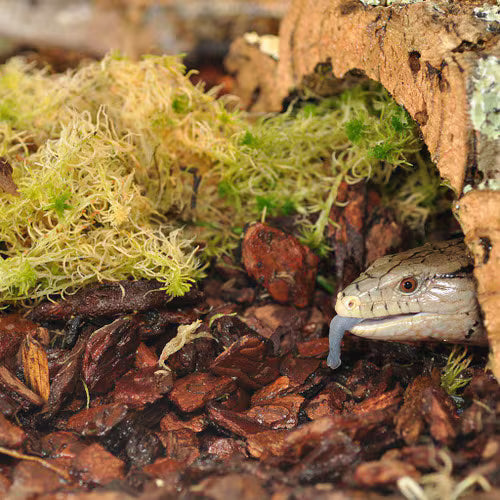 Habistat Orchid Bark Substrate 10 Litre