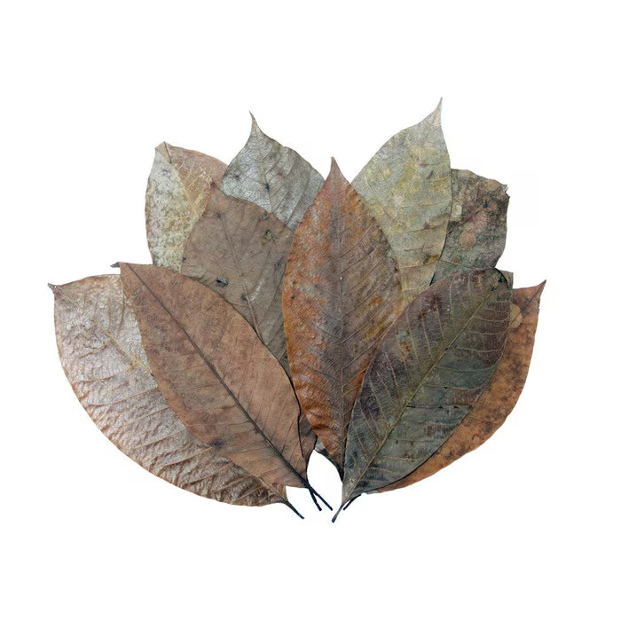 Habistat Rubber Leaves pack