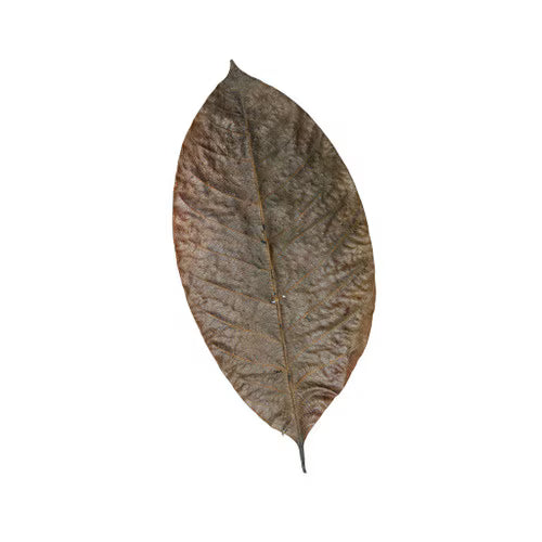 Habistat Rubber Leaves pack